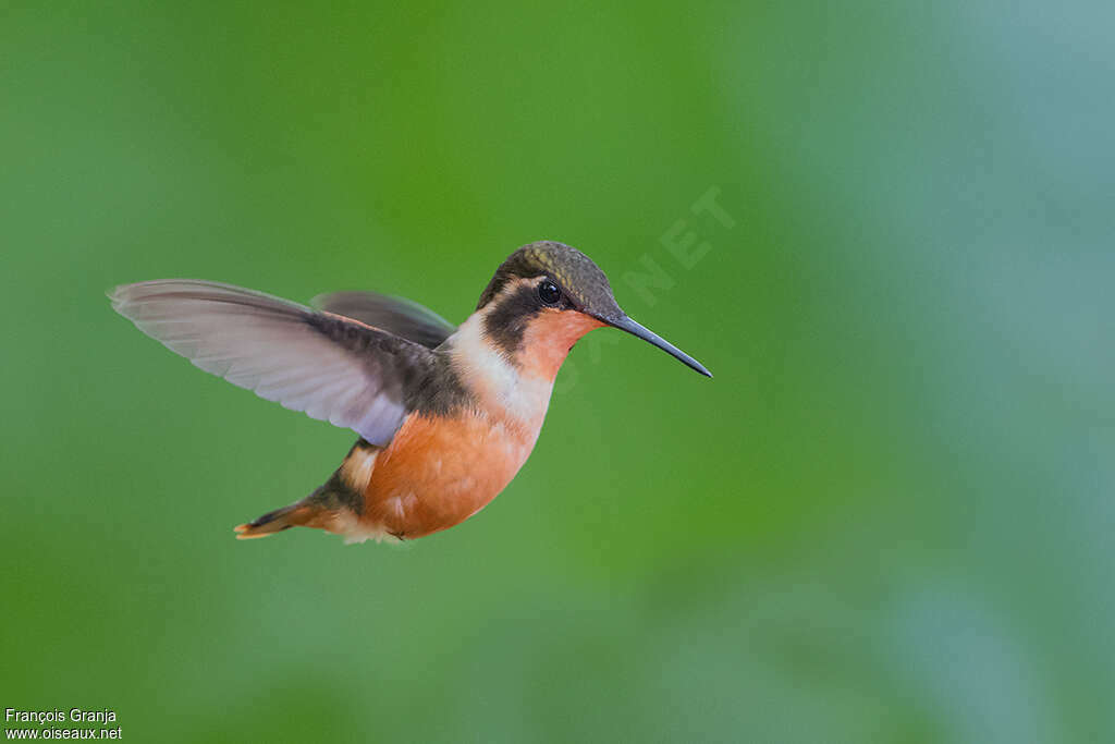 Colibri de Mitchell femelle adulte, pigmentation, Vol