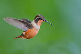 Colibri de Mitchell