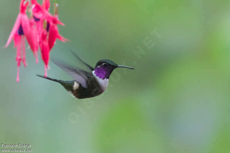 Purple-throated Woodstar male adult breeding, pigmentation, Flight