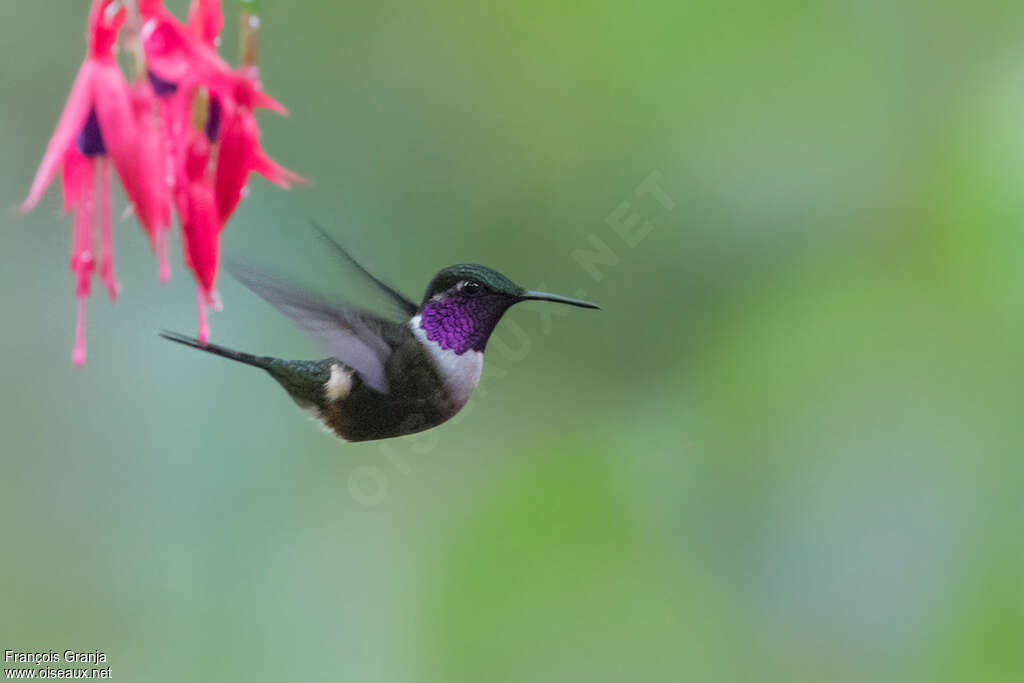 Purple-throated Woodstar male adult breeding, pigmentation, Flight