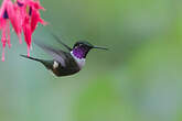 Colibri de Mitchell