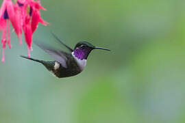 Purple-throated Woodstar