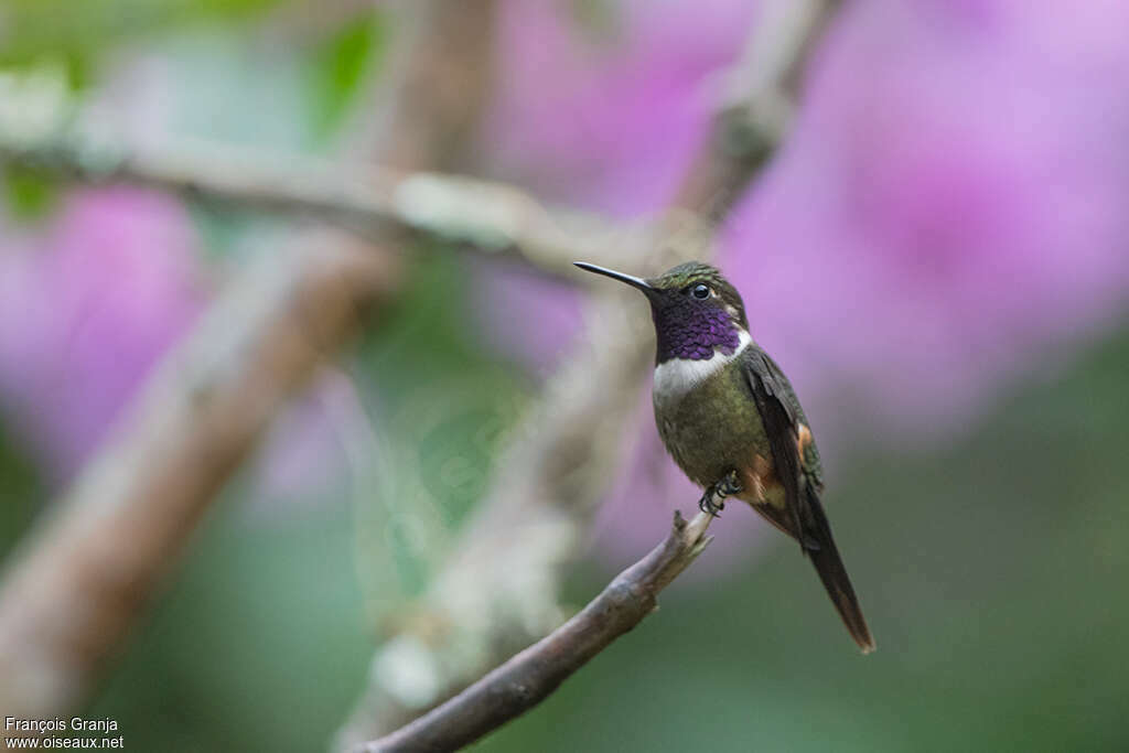 Colibri de Mitchell mâle adulte, identification