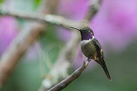 Purple-throated Woodstar