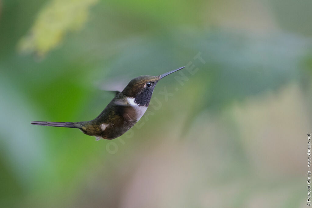 White-bellied Woodstar