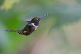 White-bellied Woodstar