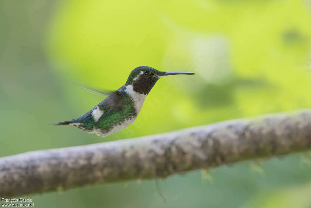 White-bellied Woodstar male adult, pigmentation, Flight