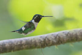 Colibri de Mulsant