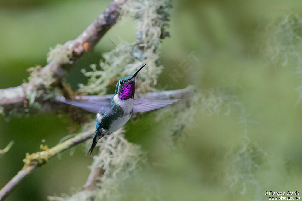 White-bellied Woodstar male