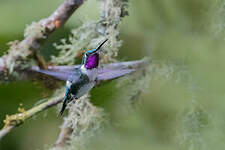 Colibri de Mulsant