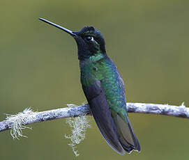 Colibri de Rivoli