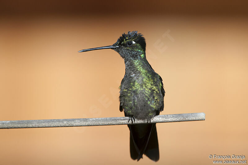 Colibri de Rivoliadulte