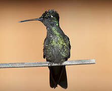 Colibri de Rivoli