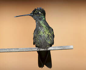 Colibri de Rivoli