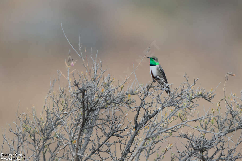 Andean Hillstar male adult breeding, identification