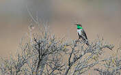 Colibri estelle