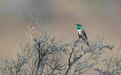 Colibri estelle