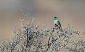 Andean Hillstar