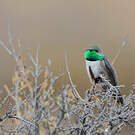 Colibri estelle