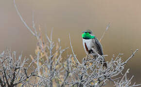 Andean Hillstar