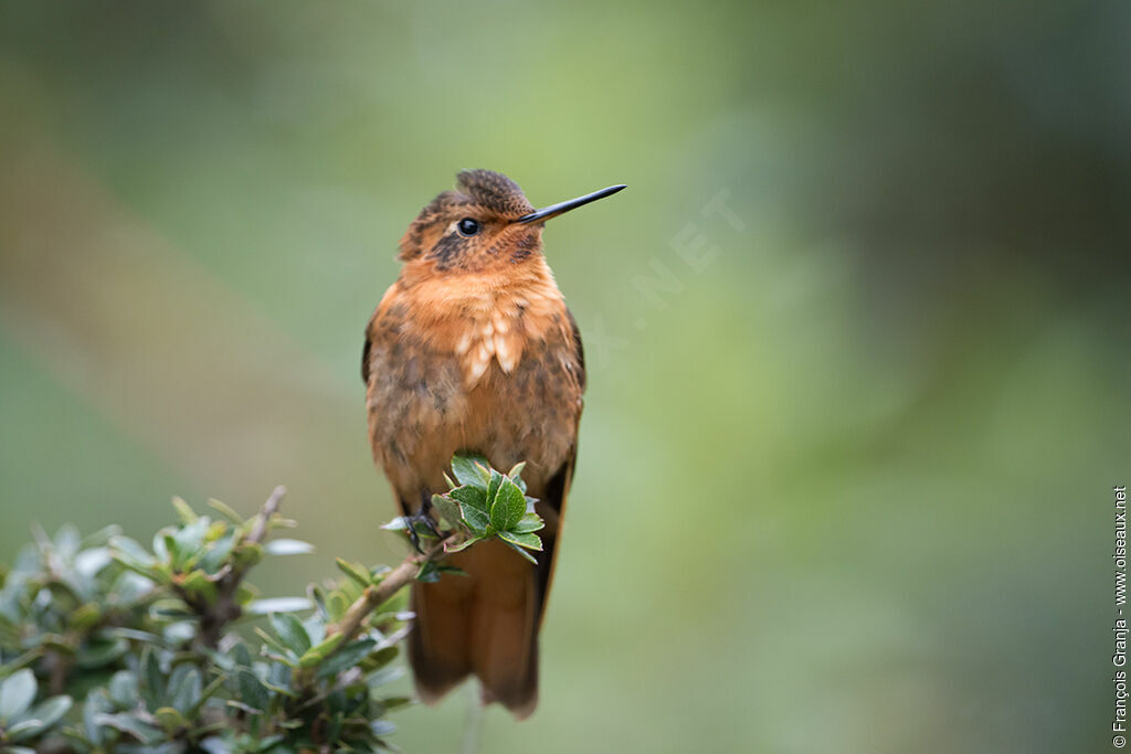 Colibri étincelant