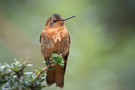 Colibri étincelant