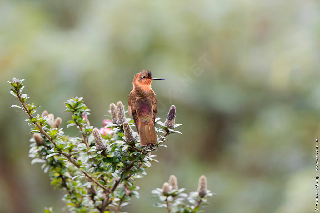 Colibri étincelant