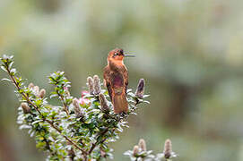 Colibri étincelant