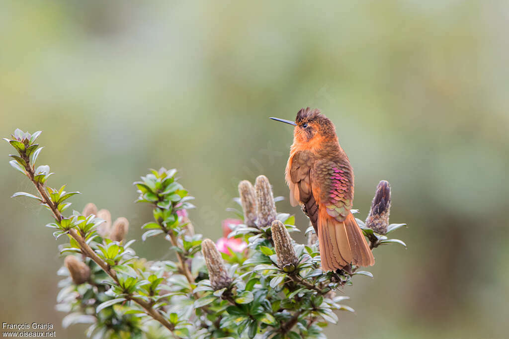 Colibri étincelantadulte, identification