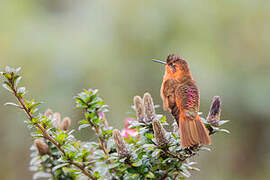 Colibri étincelant