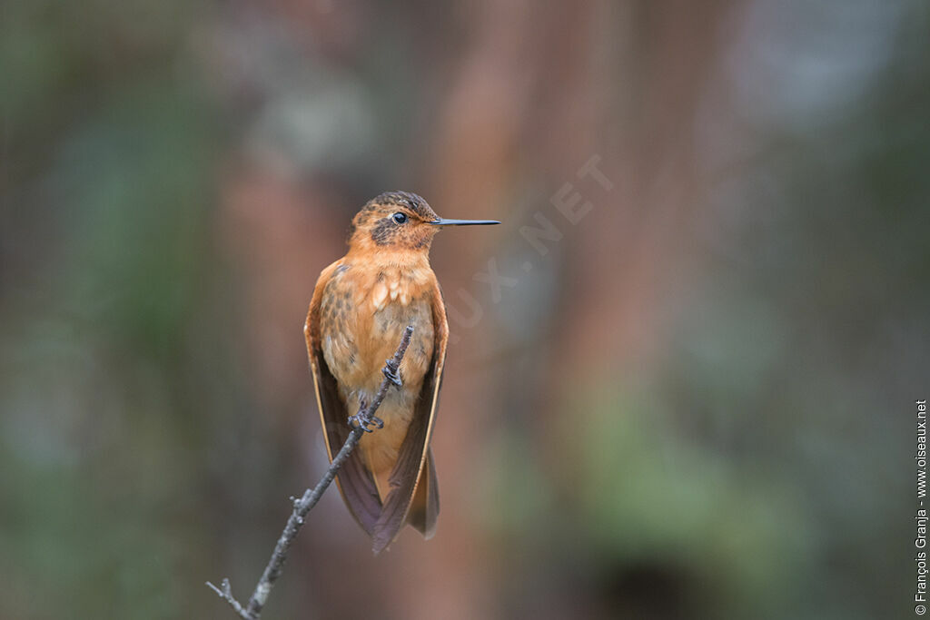 Colibri étincelant