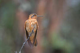 Colibri étincelant