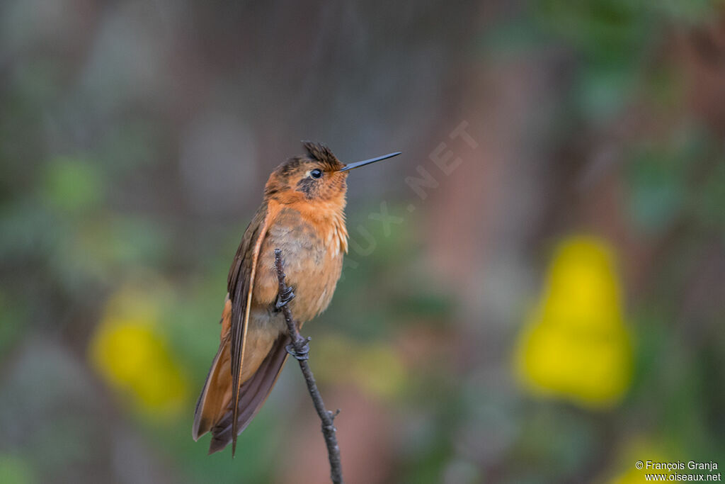 Colibri étincelant