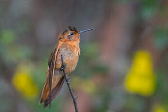 Colibri étincelant