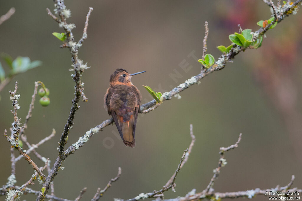 Colibri étincelant