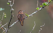 Colibri étincelant