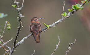 Colibri étincelant