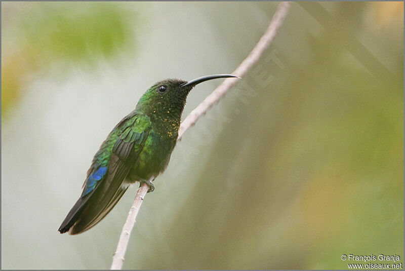 Colibri falle-vertadulte