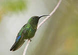 Colibri falle-vert