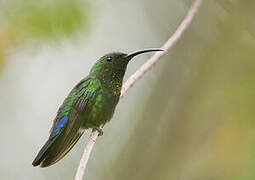 Green-throated Carib