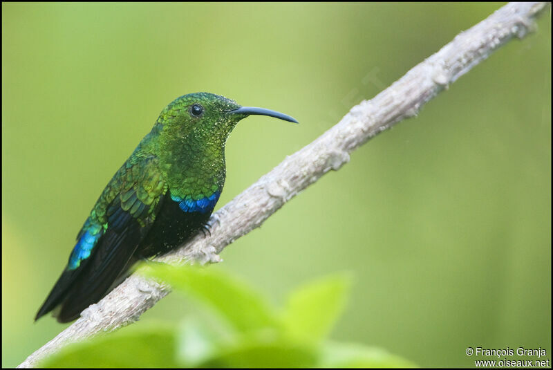 Green-throated Caribadult