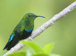 Green-throated Carib