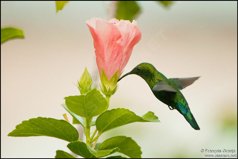 Green-throated Caribadult