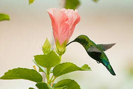 Green-throated Carib