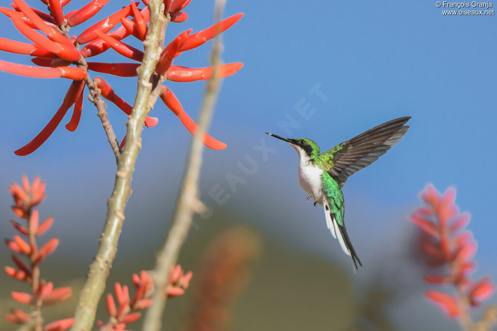 Colibri féérique