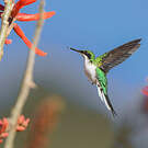 Colibri féérique