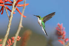 Colibri féérique