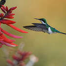 Colibri féérique