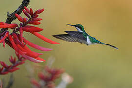 Purple-crowned Fairy