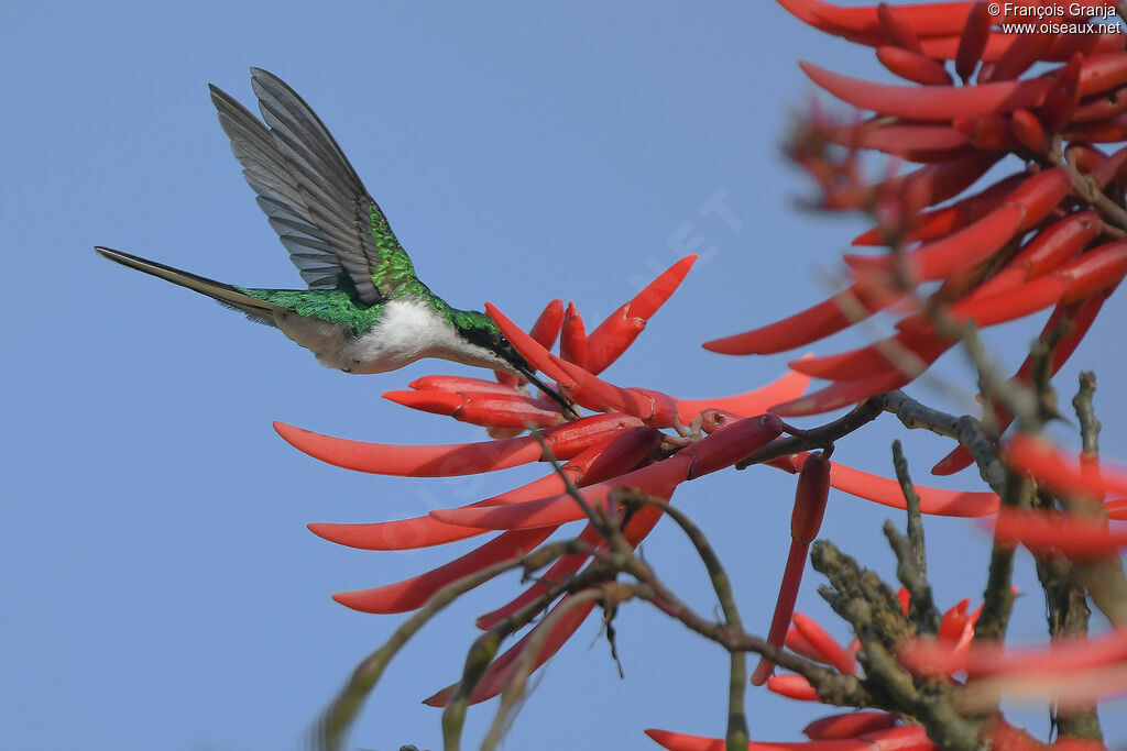 Purple-crowned Fairy